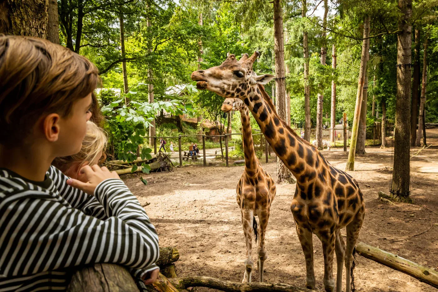 DierenPark Amersfoort verstopt een hele wereld in het bos